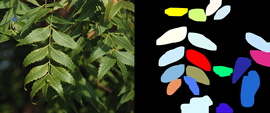 Detected leaves of neem tree with help of instance segmentation