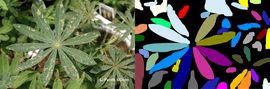 Detected leaves of lupine with help of instance segmentation